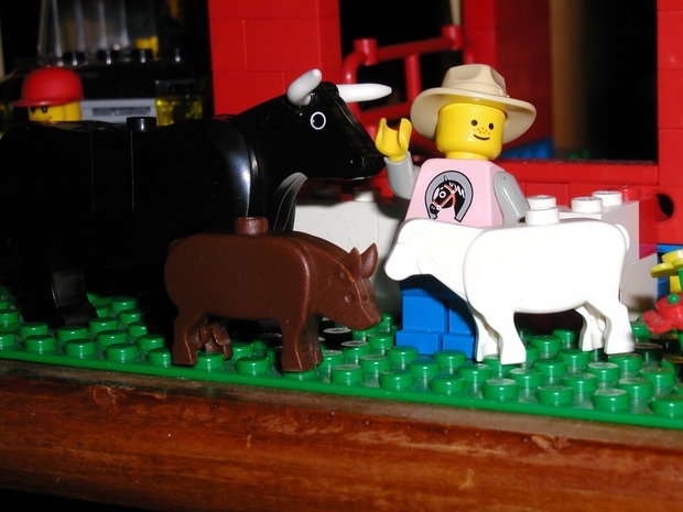 gingers new livestock